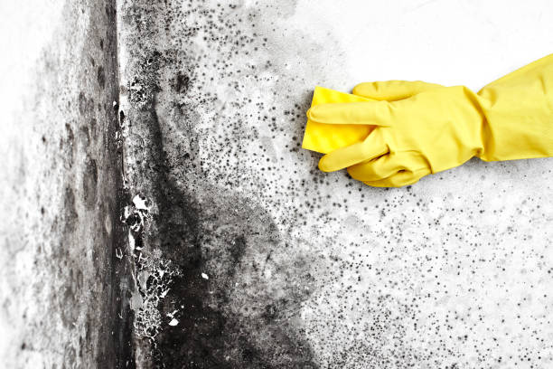 Best Black Mold Removal  in Alva, FL