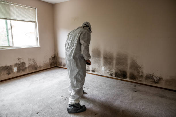 Best Attic Mold Removal  in Alva, FL