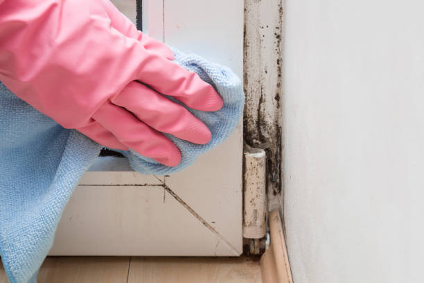 Best Residential Mold Removal  in Alva, FL